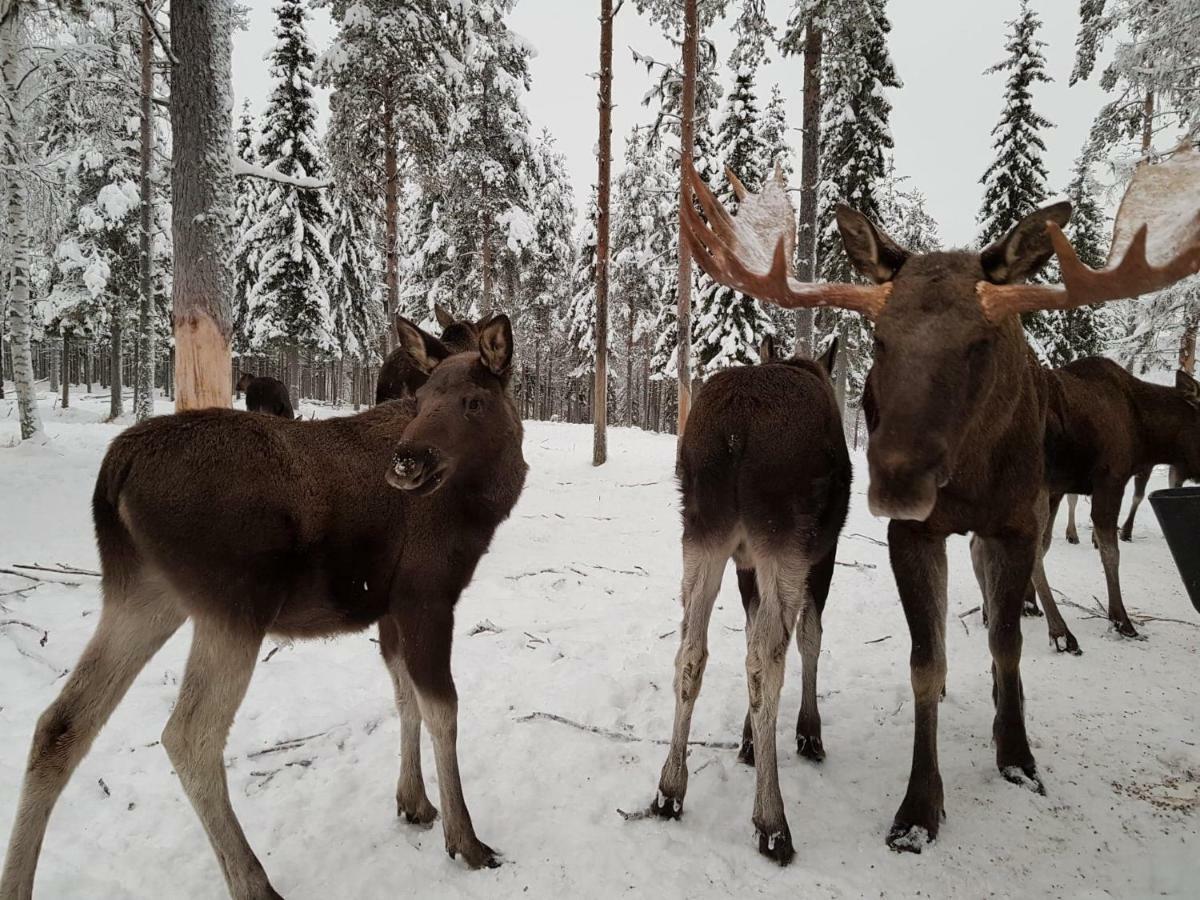 The Friendly Moose Hotel Overtornea ภายนอก รูปภาพ