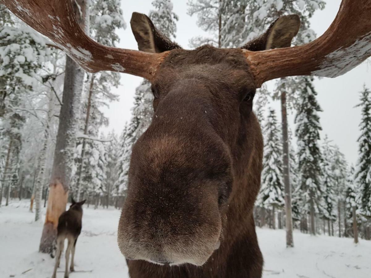 The Friendly Moose Hotel Overtornea ภายนอก รูปภาพ